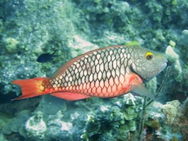 079 Stoplight Parrotfish IMG 5230